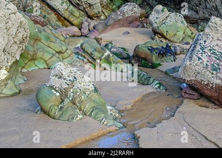 Spiaggia costiera resort a Marloes Sands Pembrokeshire costa parco nazionale a fine estate Foto Stock