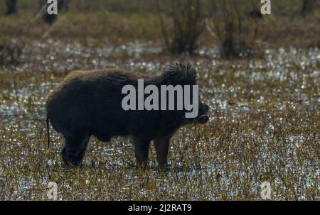 Cinghiale indiano nel parco nazionale di Keoladeo Rajasthan Foto Stock