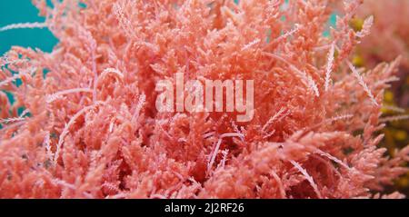 Asparagopsis armata, Harpoon alga rosso da vicino, sott'acqua nell'oceano Atlantico, Spagna Foto Stock