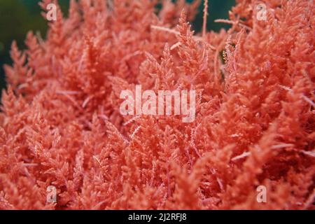 Alga rossa Harpoon erbaccia, Asparagopsis armata, primo piano, subacquea nell'oceano Atlantico, Spagna Foto Stock