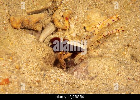 Un cappellino bianco gamberetto gby, Lotilia gracilosa, che vive in una relazione simbiotica con un rosso-macchia gby gamberetti, Alpheus rubromaculatus, Indonesia. Foto Stock