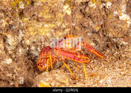 L'aragosta rossa della barriera corallina, Enoplometopus occidentalis, è talvolta chiamata aragosta occidentale della barriera corallina, Hawaii. Questa specie è notturna e si trova nel dar Foto Stock