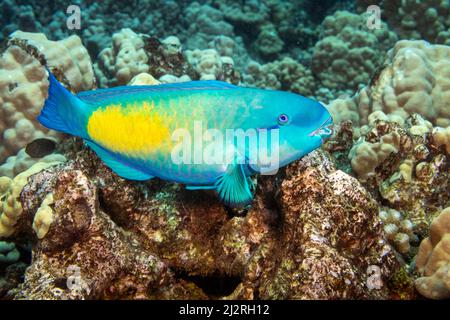 La fase terminale o finale di un parroto della testa di bullo, Chlorurus spilurus, Hawaii. Foto Stock