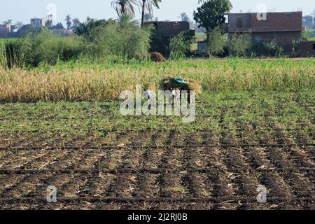 Crociera sul Nilo Foto Stock