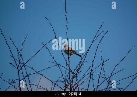 Un grattacielo (Alauda arvensis) sedeva alto nei rami invernali Foto Stock