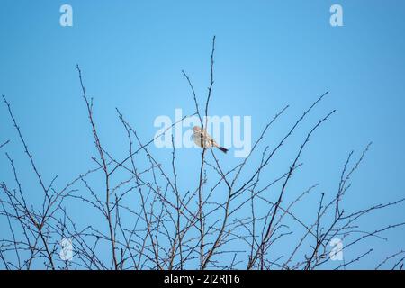 Un grattacielo (Alauda arvensis) sedeva alto nei rami invernali Foto Stock