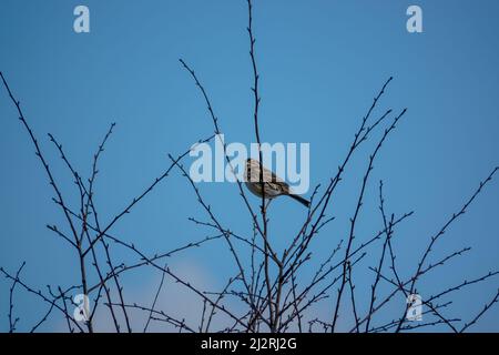 Un grattacielo (Alauda arvensis) sedeva alto nei rami invernali Foto Stock