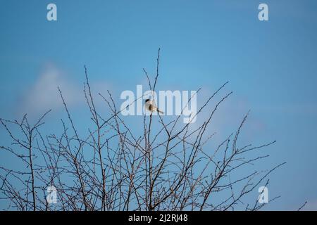 Un grattacielo (Alauda arvensis) sedeva alto nei rami invernali Foto Stock