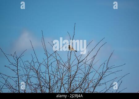 Un grattacielo (Alauda arvensis) sedeva alto nei rami invernali Foto Stock