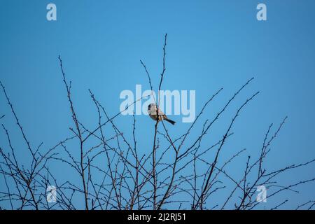 Un grattacielo (Alauda arvensis) sedeva alto nei rami invernali Foto Stock