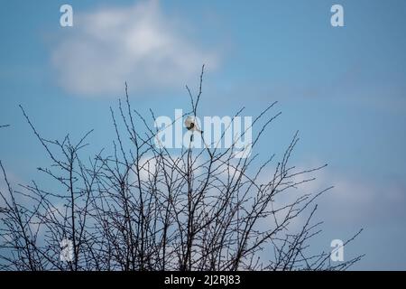 Un grattacielo (Alauda arvensis) sedeva alto nei rami invernali Foto Stock