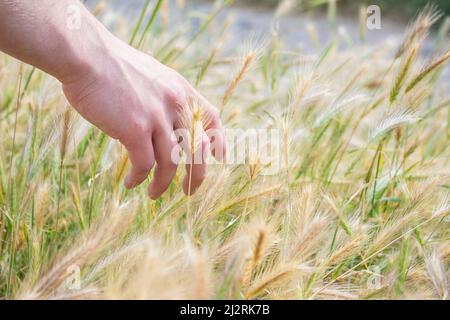 La mano tocca il grano. Il palmo tocca le guglie. L'agricoltore tocca il suo raccolto. Le dita raggiungono la pianta. La mano dell'uomo è ope Foto Stock