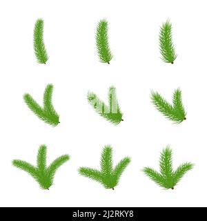 Albero di Natale rami set. Collezione di rami di abete. Vettore isolato su bianco. Illustrazione Vettoriale