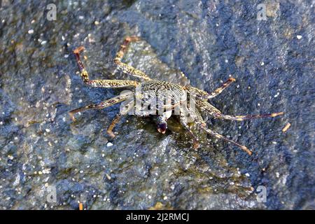 Granchio, Krebs, Srí Lanka, Asia Foto Stock