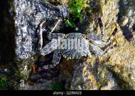 Granchio, Krebs, Srí Lanka, Asia Foto Stock