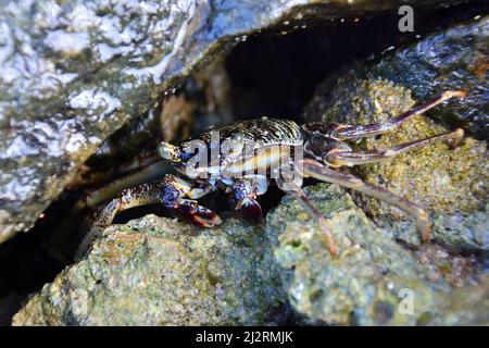 Granchio, Krebs, Srí Lanka, Asia Foto Stock