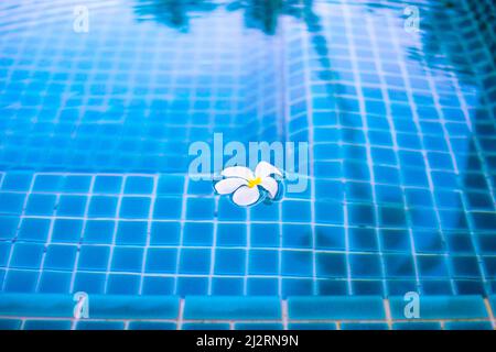Un fiore frangipani bianco galleggia nell'acqua limpida di una piscina blu, il riflesso di una palma nell'acqua. Riposo e relax nei tropici. Foto Stock