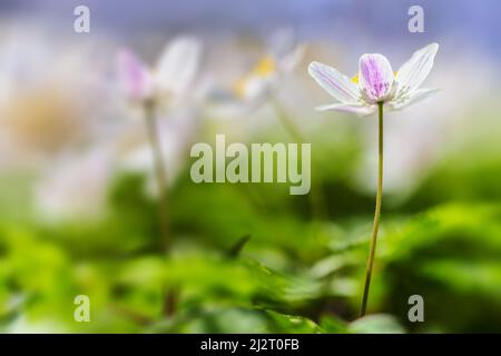 Prima primavera fiori foresta Anemone nemorosa primo piano con blurry per e sfondo, fuoco morbido. Luce calda. Foto Stock