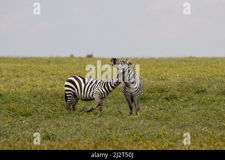 Combattimenti Zebre maschili, Tanzania Foto Stock