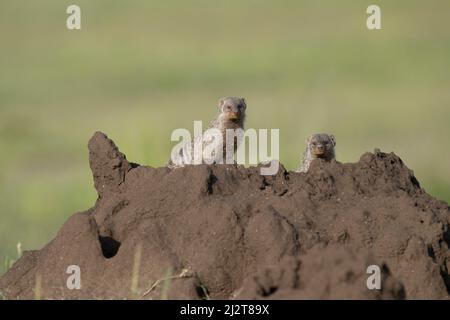 Banded Mongoose a Termite Mound, Tanzania Foto Stock