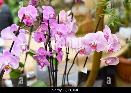 Un fiore viola orchidea da vicino Foto Stock