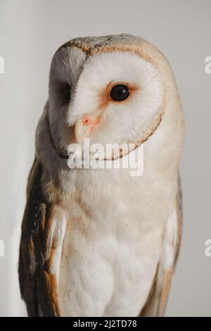 Gufo bianco in primo piano sulla parete a casa. Primo piano ritratto di selvaggio uccello saggezza. Istruzione, intelligente Foto Stock