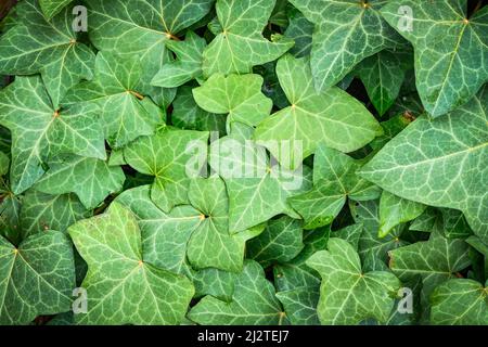 Edera inglese Foto Stock