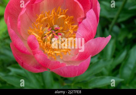 Il primo piano di un delicato tulipano mostra dettagli incredibili all'interno di questo fiore semplice Foto Stock