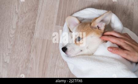 Donna ha avvolto un cucciolo rosso di corgi in una coperta. Foto Stock