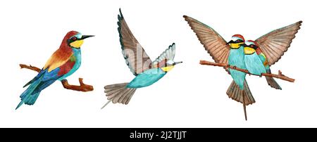 Acquerello illustrazione disegnata a mano degli uccelli dell'apicoltura con le piume vivide e brillanti sul ramo e volare. Natura fauna naturale nella foresta. Concetto di ecologia, specie animali in europa asia Foto Stock