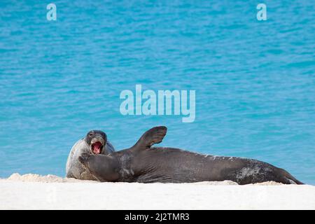 Le foche hawaiane in via di estinzione salutano la vocalizzazione sul Midway Atoll nel Papahanaumokuakea Marine National Monument. Neomonachus schauinslandi Foto Stock