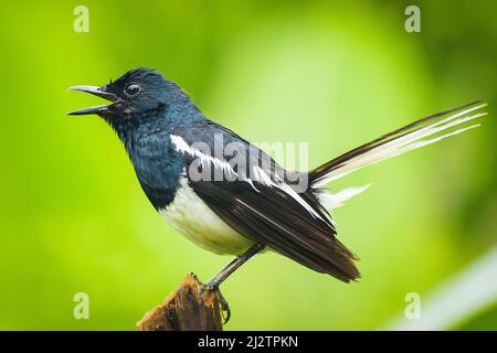 Splendido uccello che canta una canzone sul ramo dell'albero. Il magpie-robin orientale è un piccolo uccello passerino Foto Stock