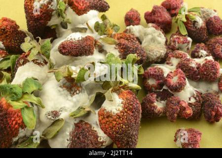 Ammuffire e asciugare fragole e lamponi su carta pergamena Foto Stock