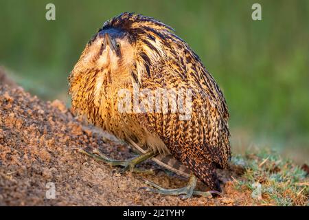 bittero eurasiatico o grande bittero o botaurus stellaris fine ritratto d'arte in sfondo verde naturale durante la migrazione invernale keoladeo bharatpur india Foto Stock