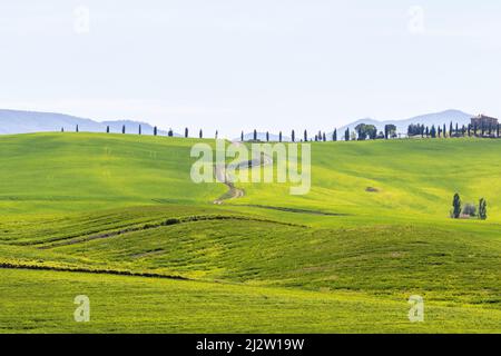 Campo verde con strada sterrata e alberi di Cypres Foto Stock