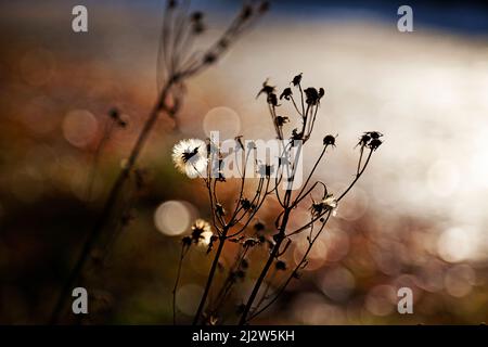 fiori in controluce con sfondo bokeh Foto Stock