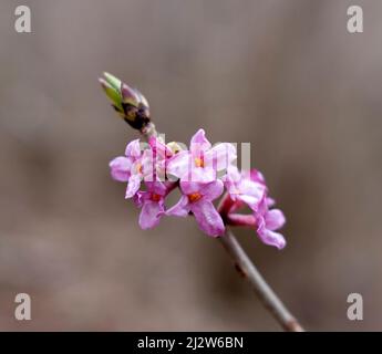 Daphne mezereum, comunemente noto come mezereum, mezereon, febbraio daphne, spurge alloro o spurge olivef fiori in fiore in primo piano Foto Stock