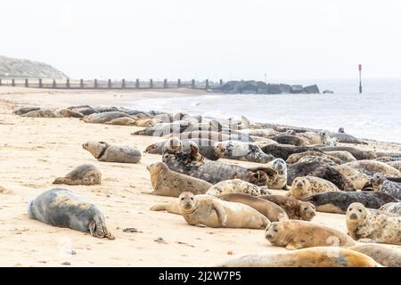 Horsey Gap, Norflolk. REGNO UNITO. Le foche atlantiche grigie sono state colate durante la molta nel marzo 2022 con adulti e polpacci lungo la linea costiera. Credito: Keith J SMI Foto Stock