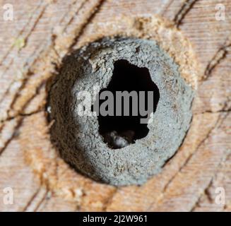 Nestverschluss von Wildbienbrutrofehre, Nest chiusura del tubo di covata di api selvatiche Foto Stock