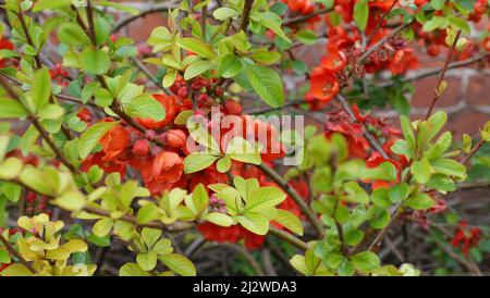 Fiore di bucce cespuglio o chaenomeles con bei fiori rossi arancio Foto Stock