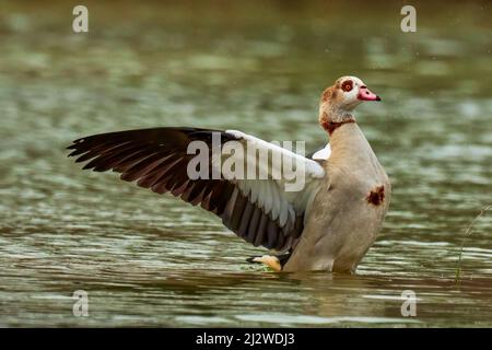 Oca egiziana che batte le ali in acqua. Con corpo bagnato e gocce di spruzzi. Sfondo sfocato, spazio di copia. Genere Alopochen aegyptiacus. Slovacchia. Foto Stock