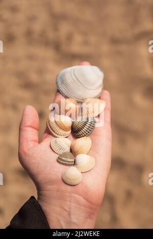 Donna mano che tiene conchiglie in una spiaggia Foto Stock