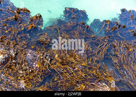 Kelp di mare in acque oceaniche limpide. Alcuni dei kelp sono sommersi ed altri sono esposti. Foto Stock