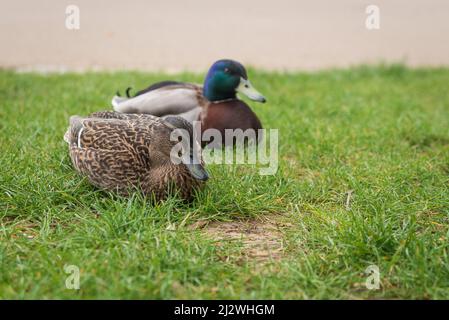 Anatre di Mallard che giacciono sull'erba Foto Stock