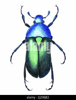 Matita di schizzo Beetle vettore disegno a mano. Illustrazione vettoriale Illustrazione Vettoriale