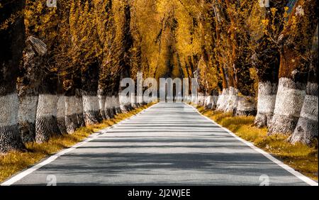 Una pittoresca strada del backcountry fiancheggiata da alti alberi nei colori del fogliame autunnale Foto Stock