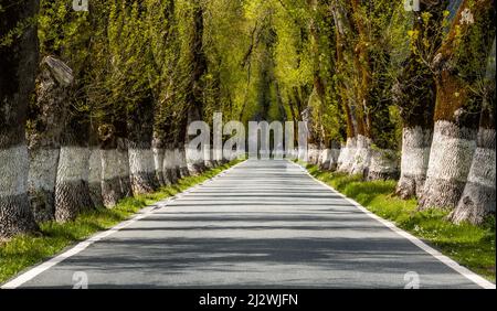 Una pittoresca strada di campagna fiancheggiata da alti alberi di colore verde primaverile Foto Stock