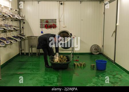 Sawice - Bronisze, Polonia. Dipendente che lavora sodo di una fattoria di funghi rurale che fa un carico di carne in scatola all'interno di una delle aree di lavorazione della fattoria. Foto Stock