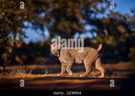 Lince iberica, lince pardinus, gatto selvatico endemico della penisola iberica nel sud-ovest della Spagna in Europa. Rara passeggiata di gatto nell'habitat naturale. Felino canino Foto Stock