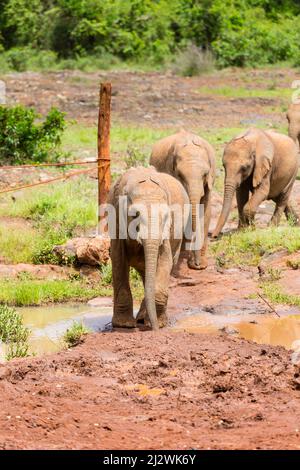 Baby elefanti a camminare in una fila nell'elefante orphange a Nairobi in Kenya. Foto Stock